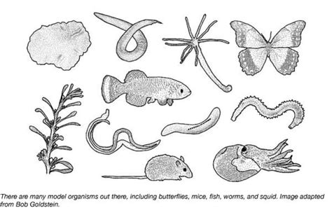 organism drawing